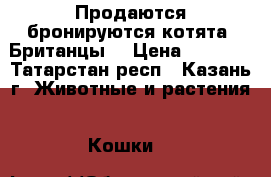 Продаются/бронируются котята (Британцы) › Цена ­ 6 000 - Татарстан респ., Казань г. Животные и растения » Кошки   